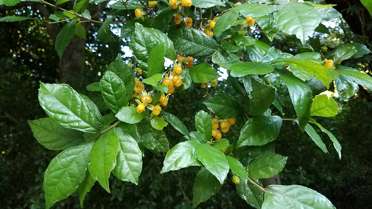 streblus-asper-an-ethnomedicinal-boon-of-northeast-india